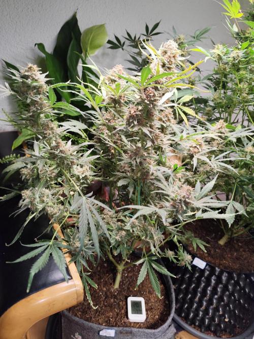 Gorilla Cookies Auto von 2Fast4Buds. Week 12 - Tag 89