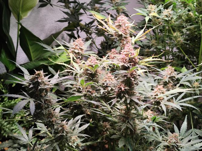 Gorilla Cookies Auto von 2Fast4Buds. Week 12