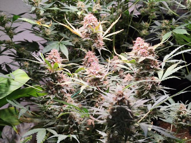 Gorilla Cookies Auto von 2Fast4Buds. Week 12