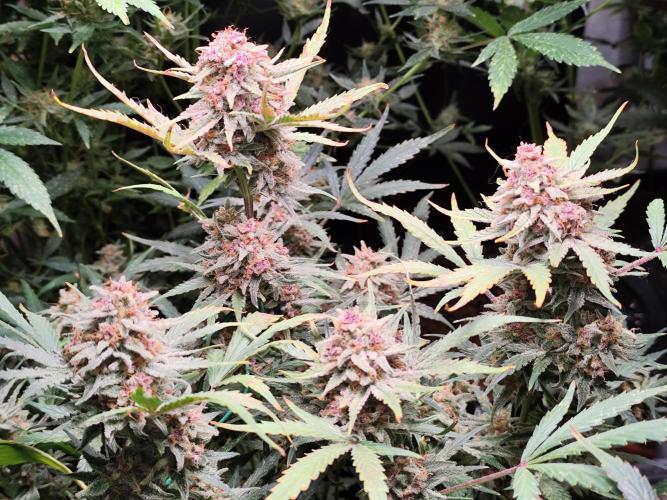 Gorilla Cookies Auto von 2Fast4Buds. Week 12