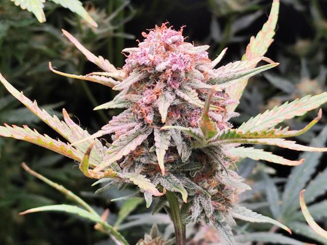 Gorilla Cookies Auto von 2Fast4Buds. Week 12