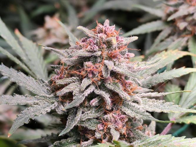 Gorilla Cookies Auto von 2Fast4Buds. Week 12