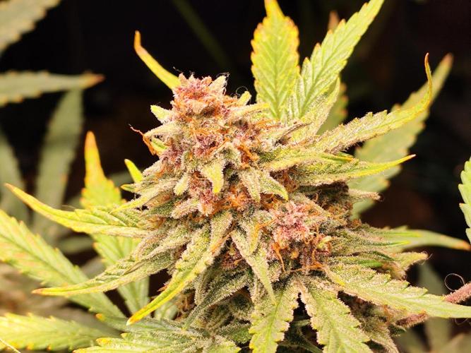 Gorilla Cookies Auto von 2Fast4Buds. Week 12