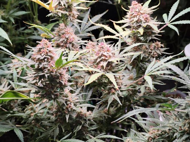 Gorilla Cookies Auto von 2Fast4Buds. Week 12