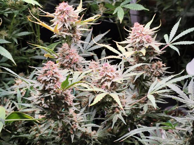 Gorilla Cookies Auto. Week 12