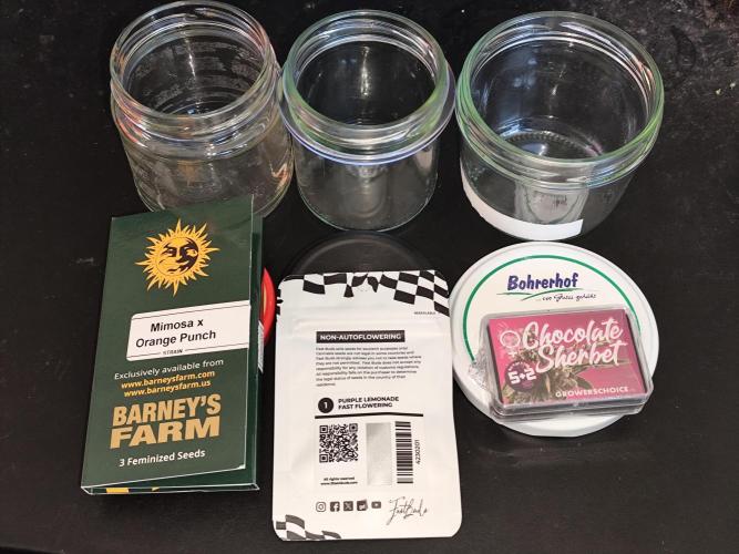 Greenhouse Summer Outdoor Grow 2026. Week 0 - Tag 0