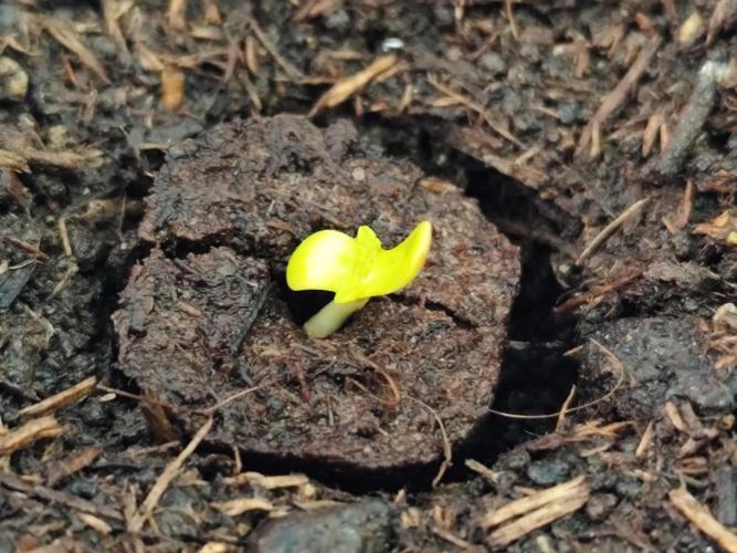 Greenhouse Summer Outdoor Grow 2026. Week 0 - Chocolate Sherbet
