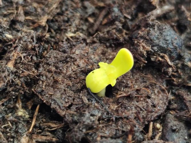 Greenhouse Summer Outdoor Grow 2026. Week 0