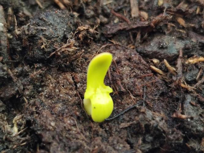 Greenhouse Summer Outdoor Grow 2026. Week 0