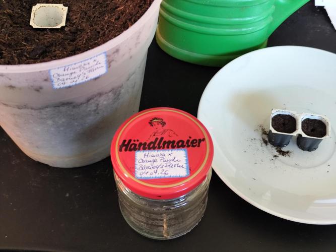 Greenhouse Summer Outdoor Grow 2026. Week 0 - Mimosa x Orange Punch  