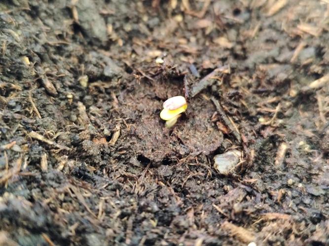 Greenhouse Summer Outdoor Grow 2026. Week 0