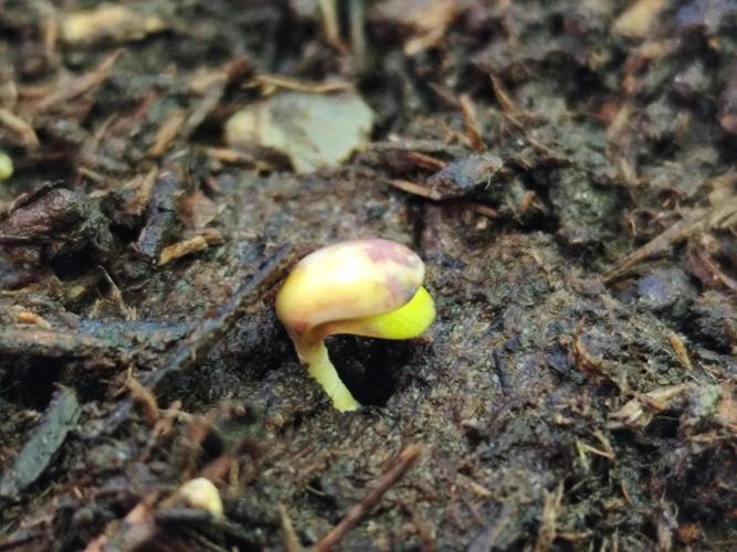 Greenhouse Summer Outdoor Grow 2026. Week 0