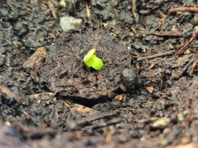 Greenhouse Summer Outdoor Grow 2026. Week 0
