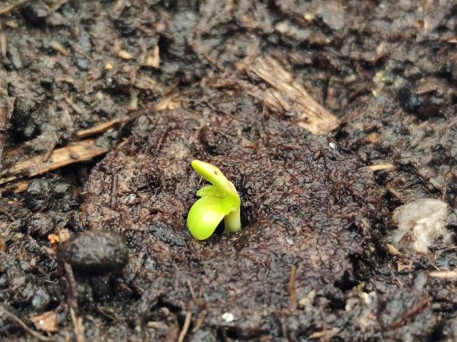 Greenhouse Summer Outdoor Grow 2026. Week 0