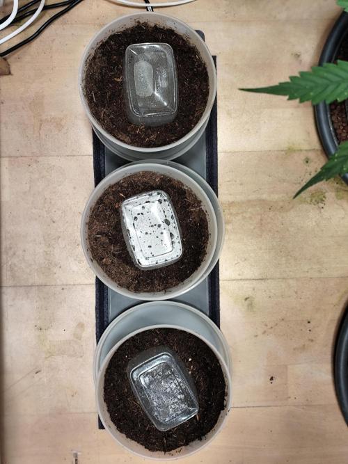 Greenhouse Summer Outdoor Grow 2026. Week 0