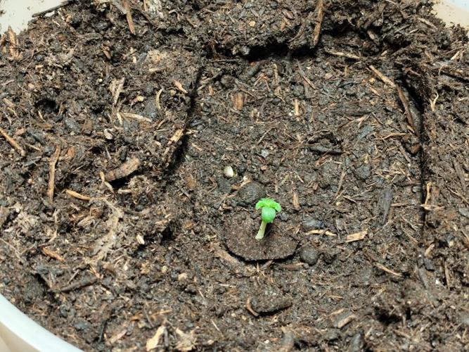 Greenhouse Summer Outdoor Grow 2026. Week 0 - Tag 4 Mimosa x Orange Punch  
