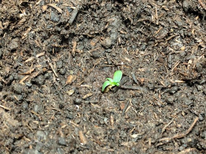Greenhouse Summer Outdoor Grow 2026. Week 0 - Purple Lemonade FF
