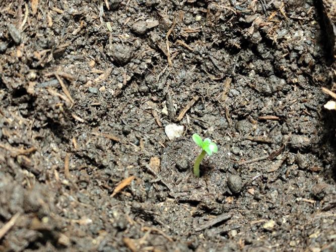 Greenhouse Summer Outdoor Grow 2026. Week 0 - Chocolate Sherbet
