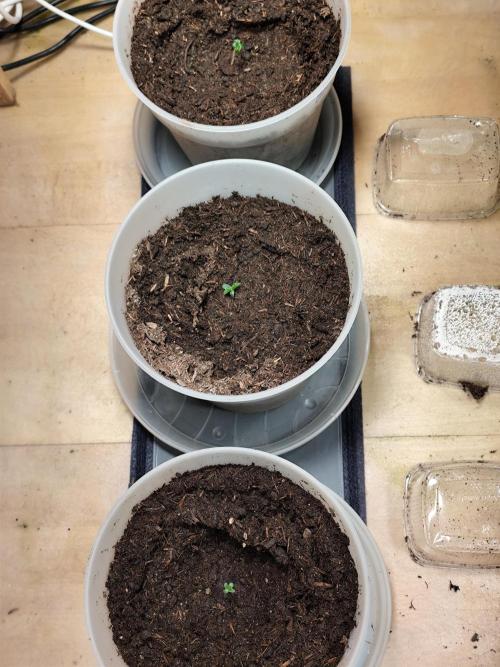 Greenhouse Summer Outdoor Grow 2026. Week 0 - Tag 6