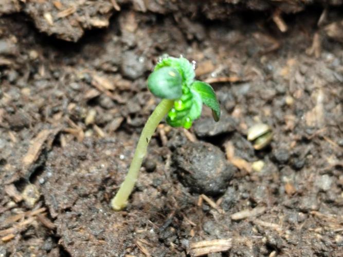 Greenhouse Summer Outdoor Grow 2026. Week 0 - Mimosa x Orange Punch  