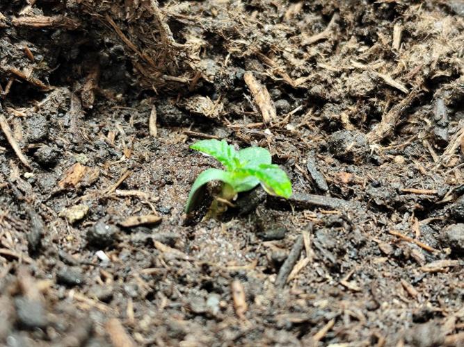 Greenhouse Summer Outdoor Grow 2026. Week 0 - Purple Lemonade FF