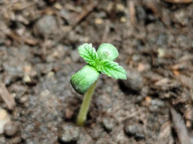 Greenhouse Summer Outdoor Grow 2026. Week 0 - Chocolate Sherbet