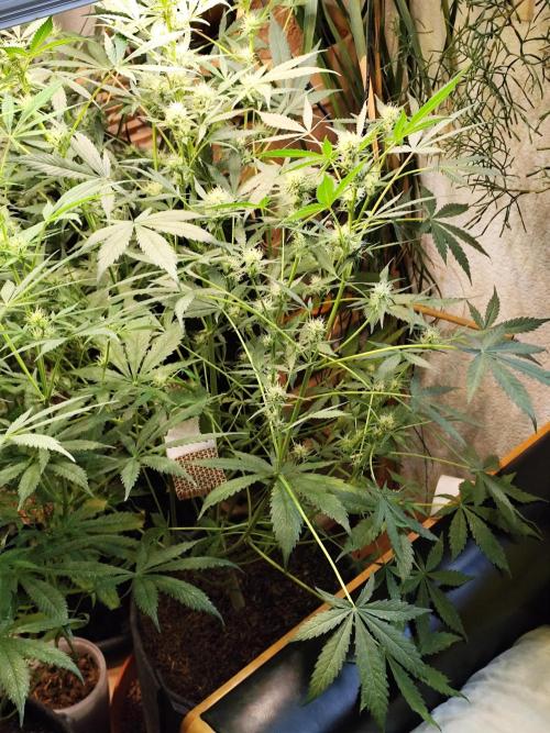 Forbidden Runtz double XL Auto Grower's. Week 8 - Tag 58