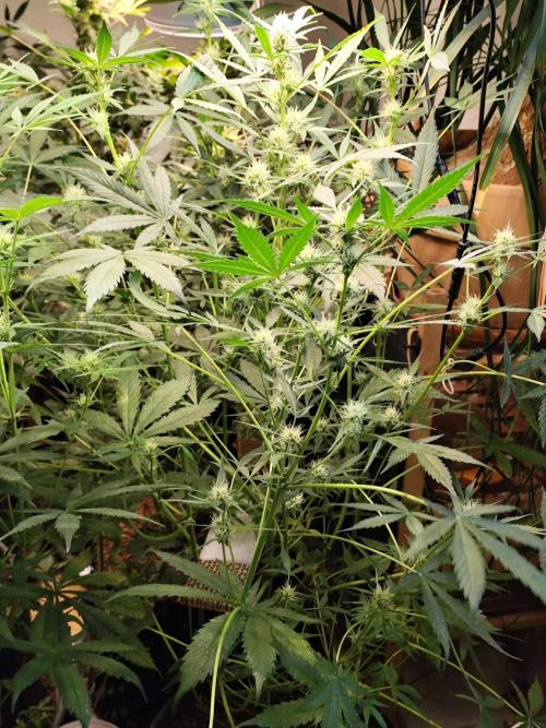 Forbidden Runtz double XL Auto Grower's. Week 8