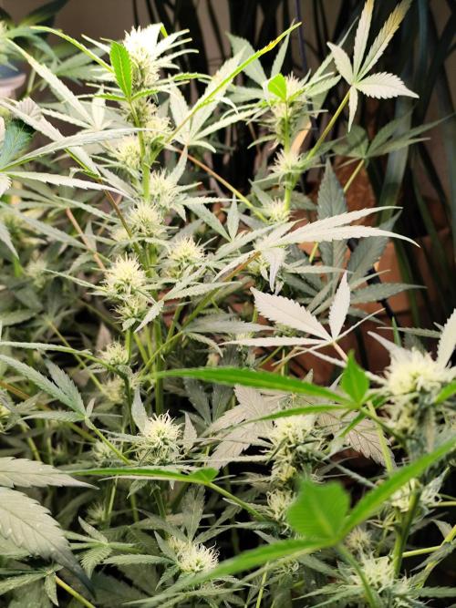 Forbidden Runtz double XL Auto Grower's. Week 8