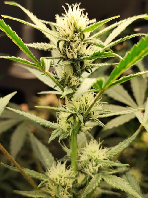 Forbidden Runtz double XL Auto Grower's. Week 8