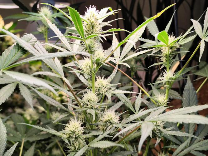 Forbidden Runtz double XL Auto Grower's. Week 8