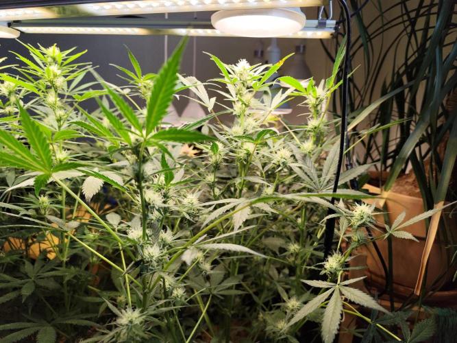 Forbidden Runtz double XL Auto Grower's. Week 8