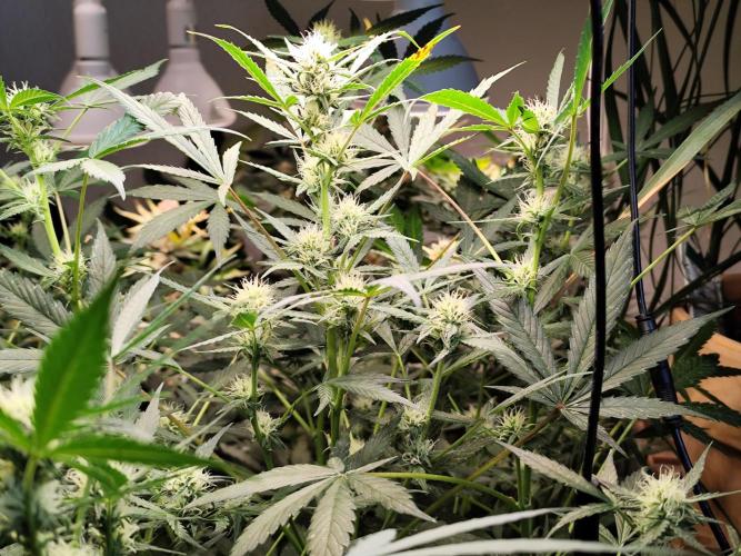 Forbidden Runtz double XL Auto Grower's. Week 8
