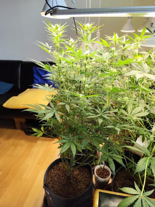 Orange Sherbet Auto von 2Fast4Buds. Week 8 - Tag 58