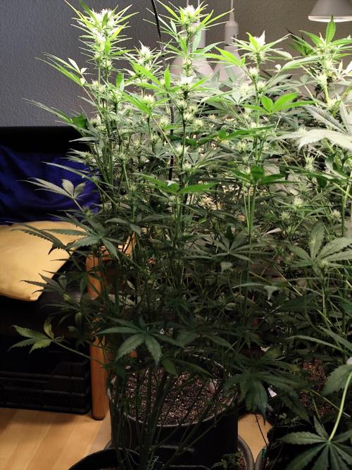 Orange Sherbet Auto von 2Fast4Buds. Week 8