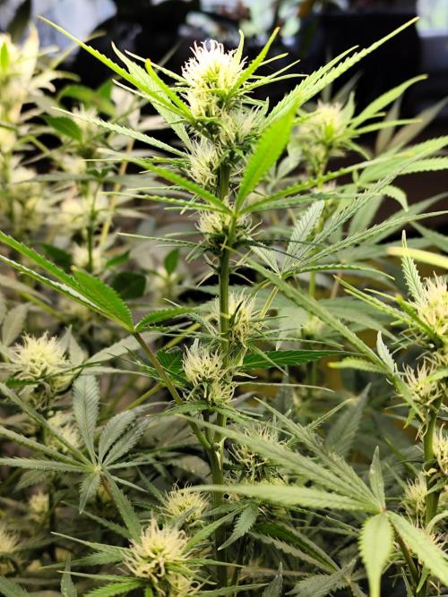 Orange Sherbet Auto von 2Fast4Buds. Week 8