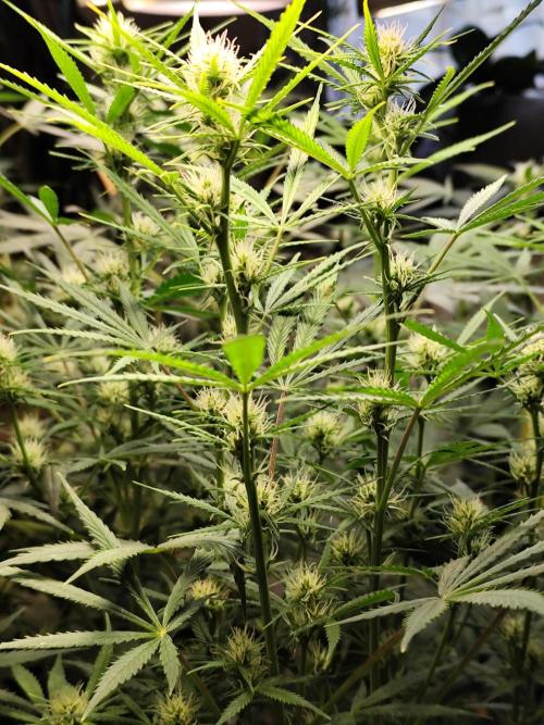 Orange Sherbet Auto von 2Fast4Buds. Week 8