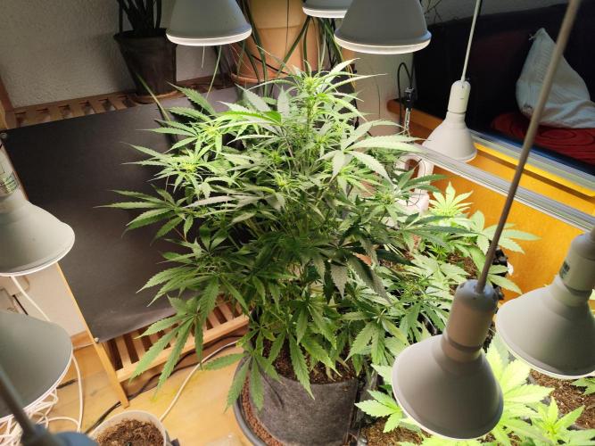 Auto Jack  von Paradise Seeds. Week 8 - Tag 62