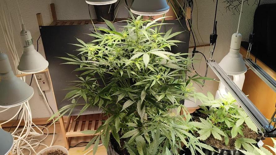 Auto Jack  von Paradise Seeds