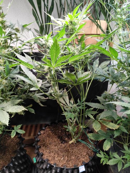 Frostbanger Auto F3 von 2Fast4Buds. Week 8 - Tag 58