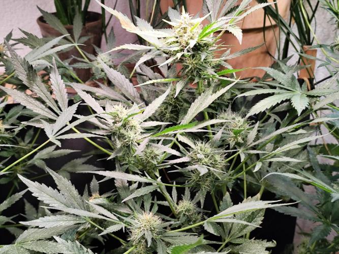 Frostbanger Auto F3 von 2Fast4Buds. Week 8