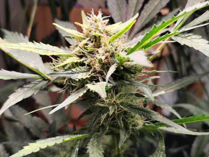 Frostbanger Auto F3 von 2Fast4Buds. Week 8