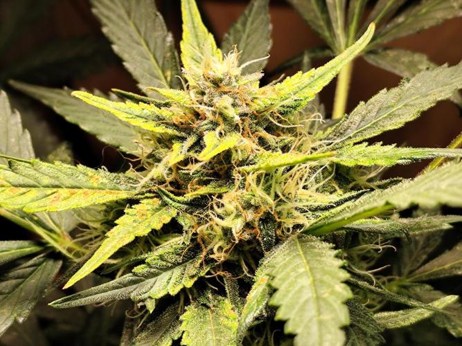 Frostbanger Auto. Week 8