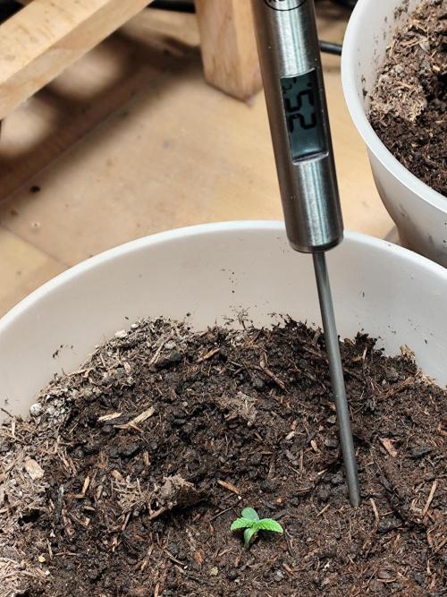 Greenhouse Summer Outdoor Grow 2026. Week 1 - Tag 8 Mimosa x Orange Punch