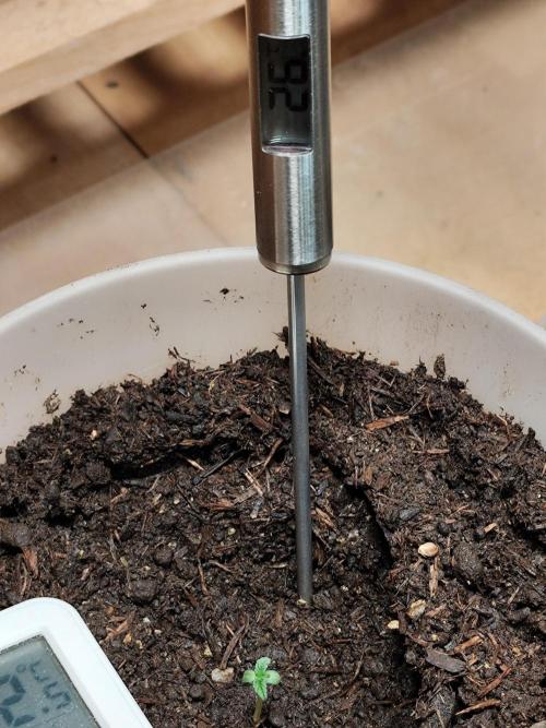 Greenhouse Summer Outdoor Grow 2026. Week 1 - Purple Lemonade FF
