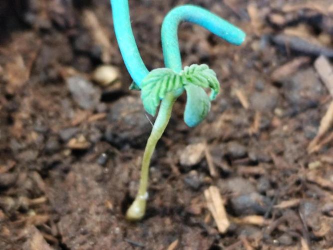 Greenhouse Summer Outdoor Grow 2026. Week 1