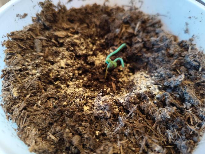 Greenhouse Summer Outdoor Grow 2026. Week 1