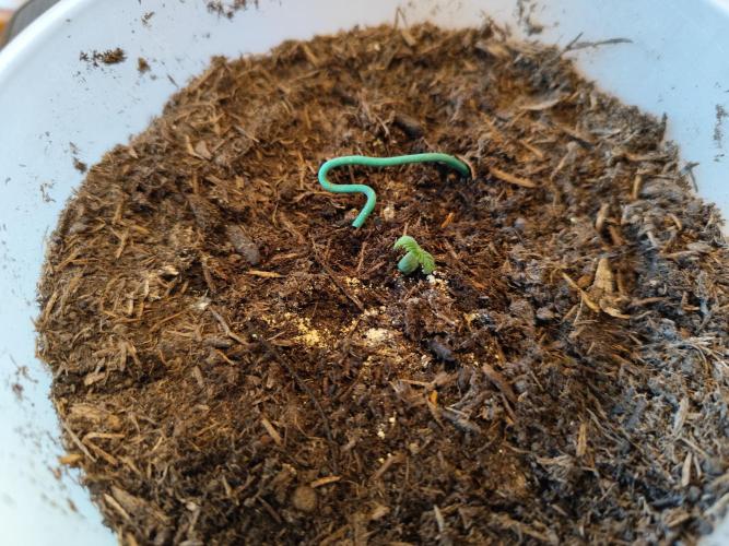 Greenhouse Summer Outdoor Grow 2026. Week 1