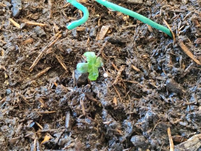 Greenhouse Summer Outdoor Grow 2026. Week 1