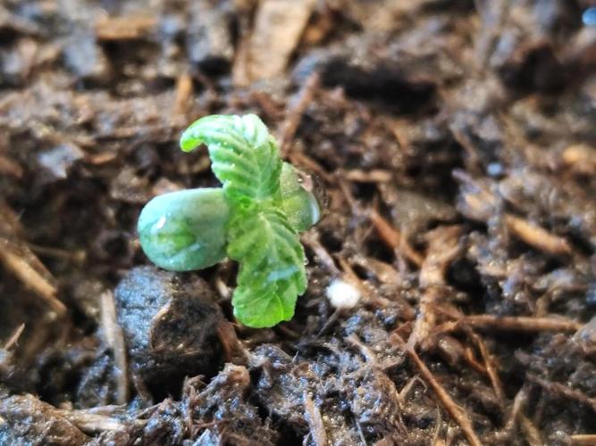 Greenhouse Summer Outdoor Grow 2026. Week 1